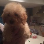 Joyce Forrest - @joyce.forrest2 - Instagram