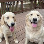 Joyce Fortin - @fortinsfurrygoldies - Instagram