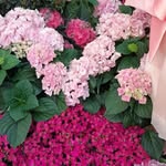 Joyce S. Fortune - @valleeblooms - Instagram