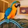 Birdlady - @joycegoodrich - TikTok