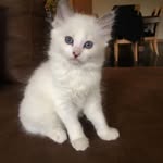 Joyce Gossart - @joycegossart - Instagram