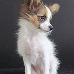 joyce grasso - @joycegrasso - Instagram