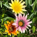 Joyce Griffiths - @jgriflune - Instagram