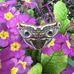 Joyce Hamlett - Facebook