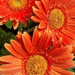 Joyce Hays - @joycehays1954 - Instagram
