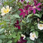 Joyce Thompson Heckman - @jheckman14 - Instagram