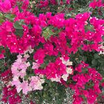 Joyce Jamison Webb - @jjwebb53 - Instagram
