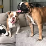 Jack, Joyce & Jerome 🐶😺🐶 - @__thejteam - Instagram
