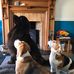 Joyce Johnstone - Facebook