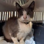 care for cats - @joycekays1 - Instagram