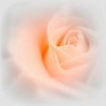 Joyce Meixsell Kephart - @meixsellkephart - Instagram