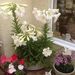 Joyce Kingham - @joycekingham - Instagram