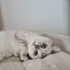 Joyce_DN - @la_rosa_lilly - TikTok