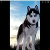 user5510475113473 - @joycelavoie05 - TikTok