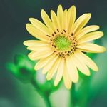 Joyce Lemon Hipwell - @joyceh13 - Instagram