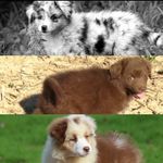 🤎Lemon & Joyce 🧡 - @lemon_joyce_aussies - Instagram