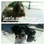 🐶  Titi et Jojo 🐶 - @lettie.and.joyce - Instagram