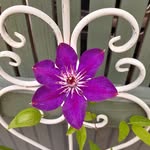 Joyce Otterson Levesque - @joradublinn - Instagram