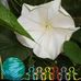 Joyce Pion Levesque - Facebook