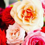 Joyce linn - @joycelinn59 - Instagram
