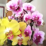 Joyce Ho - @joyce_lovinglife - Instagram