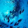 joycecarllyle - @joyce.carllyle - TikTok