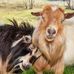 Joyce Maggard - Facebook