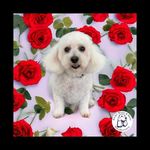 Joyce Maher - @maher.joyce - Instagram