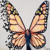 Joyce Maley - @thelacegiraffe - TikTok