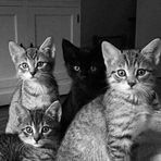 Joyce Maynard - Facebook