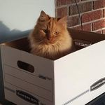 Joyce Maynard Amisano - @joycemaynardamisano - Instagram