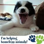Joyce McArthur - @colliewuggies - Instagram