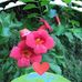 Joyce McCallum - Facebook