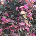 Joyce McCallum - Facebook