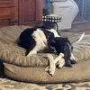 Joyce Mchugh - @myk9srfast - TikTok