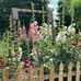 Joyce McMahon - Facebook