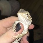 Joyce McMahon - @joycethebeardie - Instagram