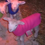 Joyce Mellott - @bijoyfarm - Instagram