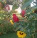 Joyce Mellott - Facebook