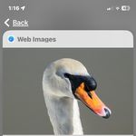 Joyce Midkiff - @joyce._165swan - Instagram