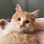 JOYCE MÜLLER - @joyceemullerr - Instagram