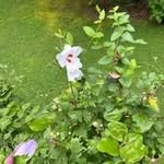 Joyce Mulvey - @joycemulvey210 - Instagram