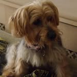 Joyce Neale-Bryden - @4dogcrazywoman - Instagram
