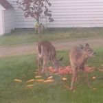 Joyce Nickerson - @joyce.nickerson.397 - Instagram