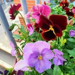 Sarah Kennedy - @joycenoah70 - Instagram
