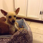 Joyce Padilla - @ilovemy_babydog - Instagram