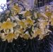 Joyce Paley - Facebook