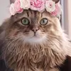 Joyce Parmelee - @joyceparmelee - TikTok