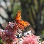 Joyce Passmore - @joycepassmore - Instagram
