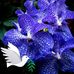 Joyce Persaud - Facebook
